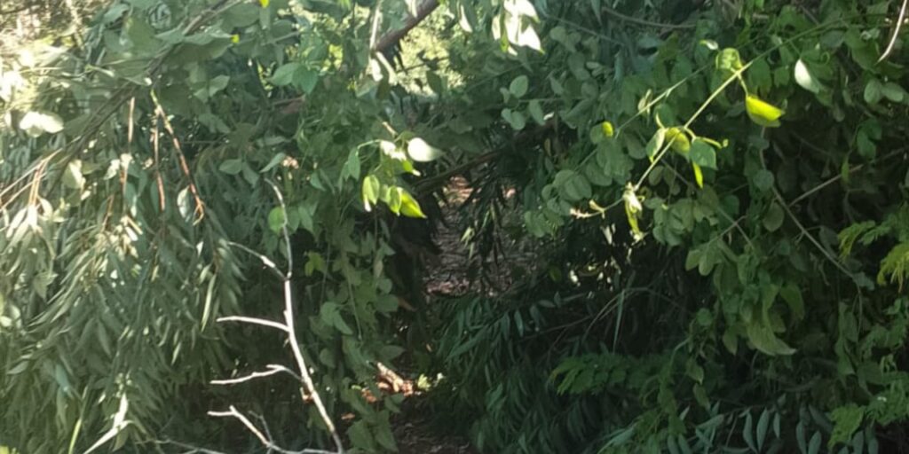 noticias de são sebastião do maranhão