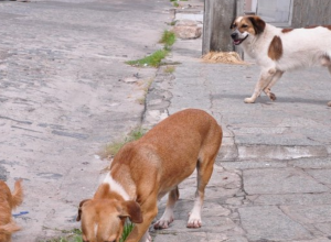 CAPA - Gazeta dos Vales (15)