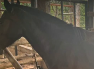 CAPA - Gazeta dos Vales (15)