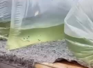 CAPA - Gazeta dos Vales (41)