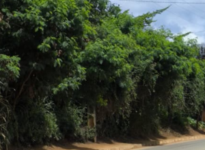 CAPA - Gazeta dos Vales (42)