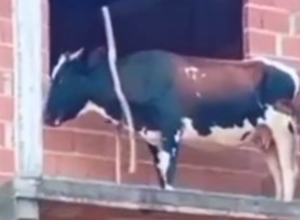 CAPA - Gazeta dos Vales (58)