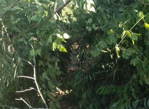 noticias de são sebastião do maranhão